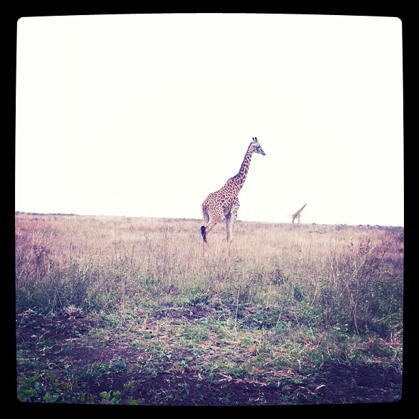 Жирафы, нац.парк Найроби