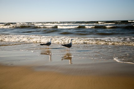 Чайки на морском берегу